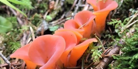 Huepinia gelvelloid (gepinia gelvelloid): fotografija i opis